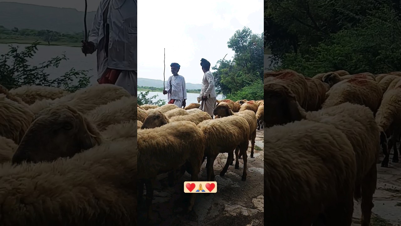 monkey baby and bakari||monkey with goat!