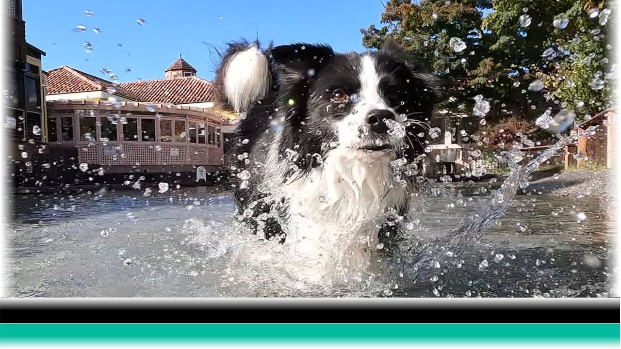 ドギーズアイランドで秋の日に水しぶきをあげて走り回ったボーダーコリー【保護犬5年目】