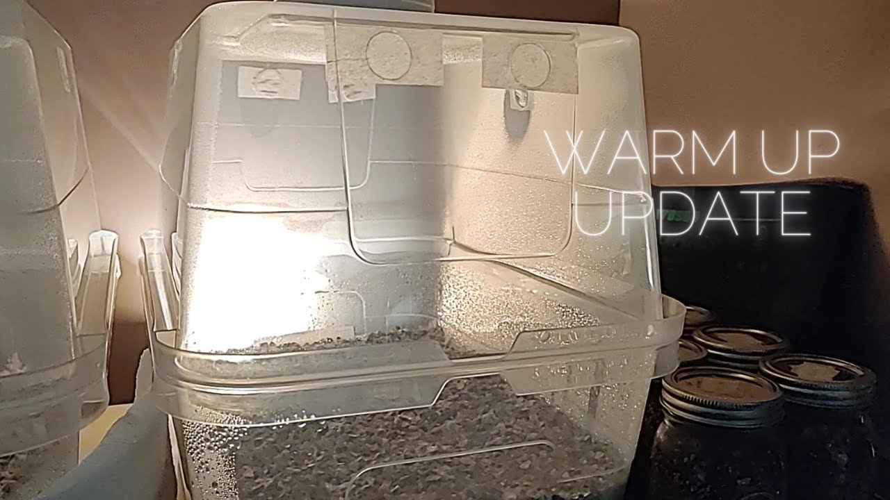 Warm Up Update Mushroom Tubs in Plus WBS Grain Jars Vermiculite