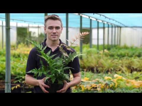 Video: Let's Talk About Ferns