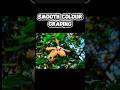 CapCut Smooth Colour Greding Tutorial
