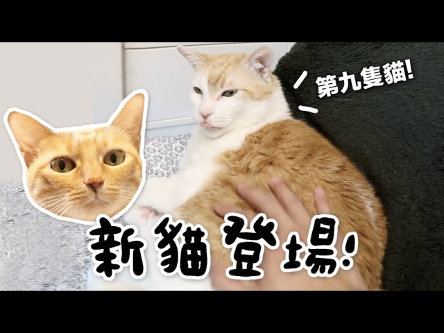 【黃阿瑪的後宮生活】新貓登場！後宮第九隻貓！