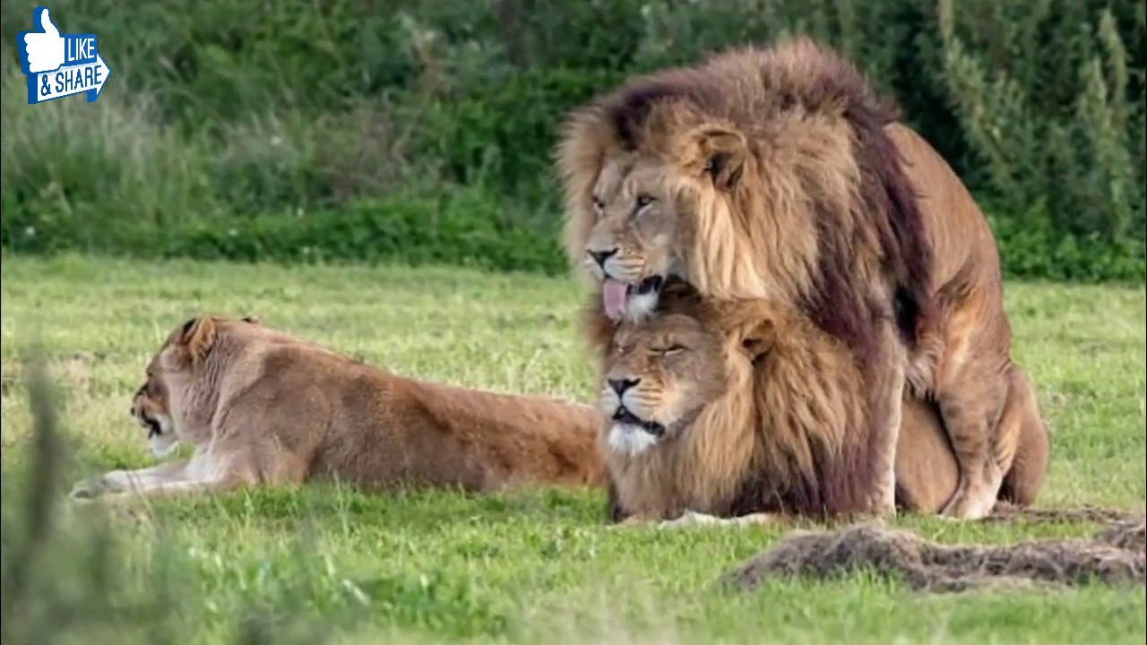 Two Male Lions Appear To Be Mating While Lioness Looks On Confused !!