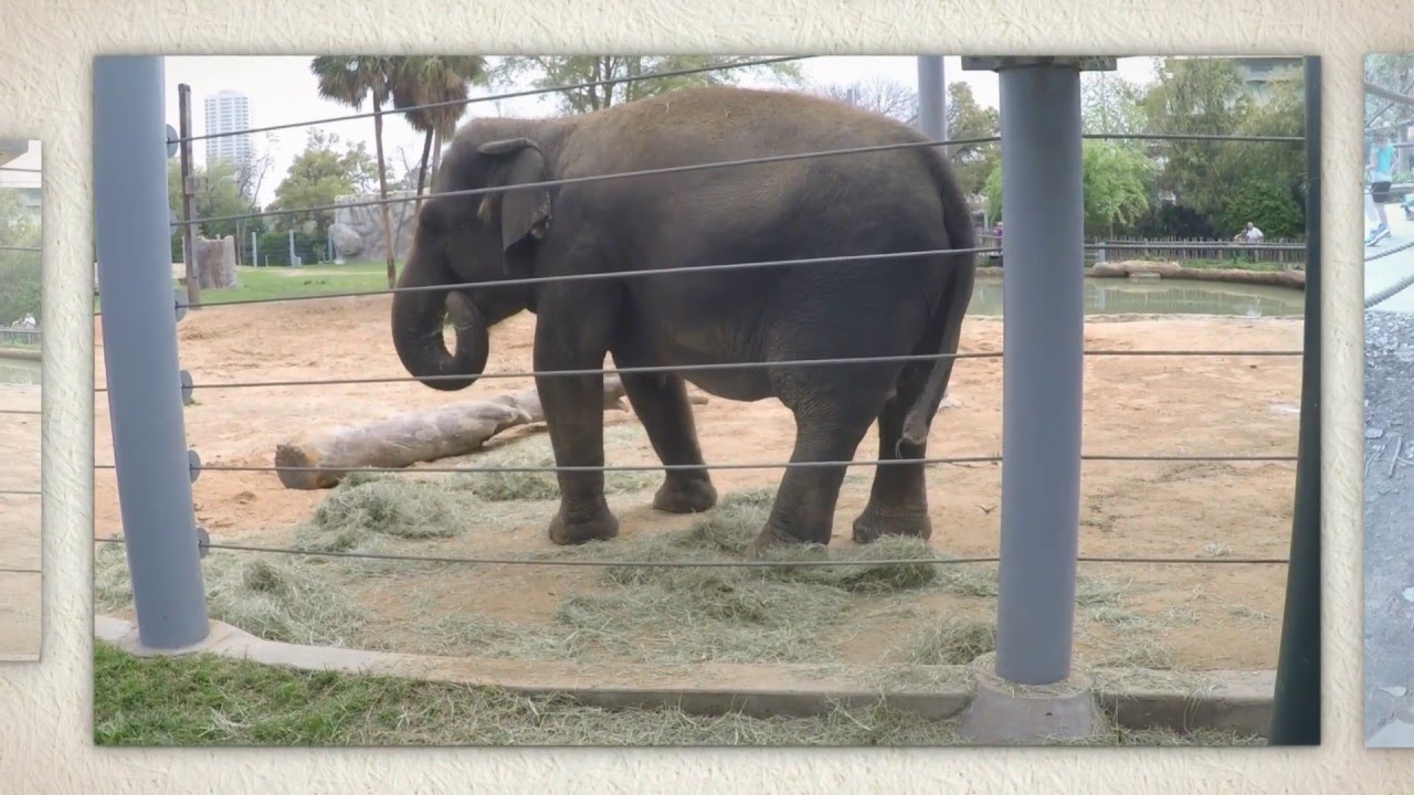 What Do Elephants Eat? YouTube