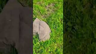 Jabra Nezagali 9000 Feet