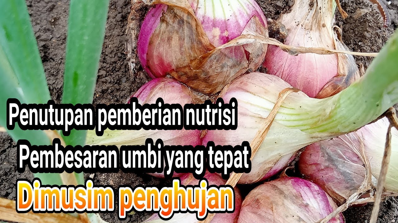 Penutupan pemberian nutrisi pembesaran umbi di musim penghujan