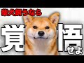 【解説】迎える前に1度見て!柴犬の魅力や注意点について教えます!