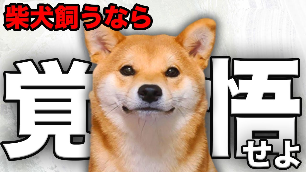 maxresdefault.jpg
