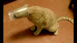 You CAN NOT IMAGINE ANIMAL FAILS FUNNIER THAN THIS - Funny ANIMAL compilation