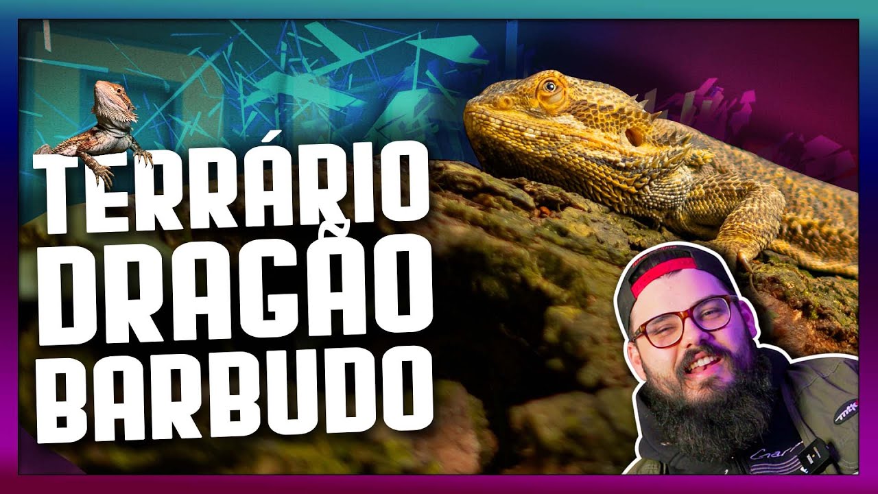 Terrário para DRAGÃO BARBUDO (Pogona vitticeps) - Como montar terrário Dragão Barbado