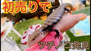 初売りセールでツチノコがいたのでそのままお迎えしてきた - YouTube
