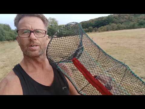 More American Signal Crayfish trapping. And the inevitable random musings.