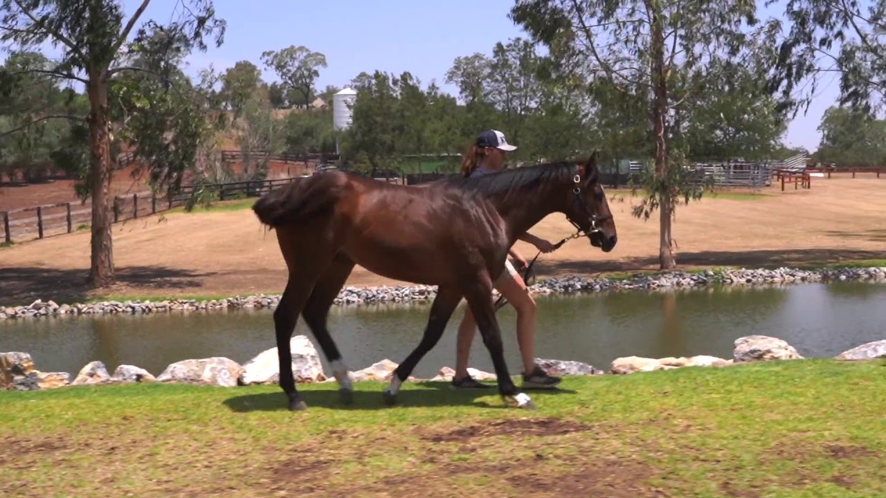 Lot 498 Sebring X Majestic Lass YouTube