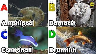 A to Z Sea Animals for Kids 🌊 | ABC Alphabet Song with Ocean Animals | Preschool Learning Video