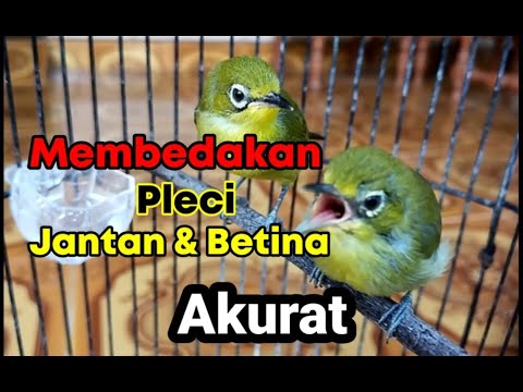How to tell the difference between female and male Pleci are still puppies