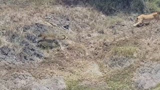 Male leopard hunts a wildebeest but gets heard by lionesses