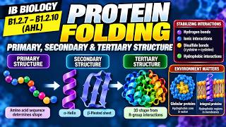 Protein Folding - Primary, Secondary & Tertiary