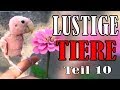 Süße und Lustige Tiervideos ( Teil 10) || ✪ Stern DuTube