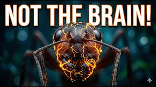 Cordyceps Fungus: The Real 'Last of Us' Parasite [Explained]