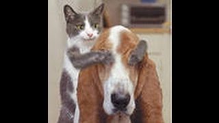Танцы котят!)Kitten Dance Танцы котят!)Kitten Dance