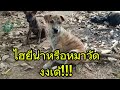 #มัดหวาหมาวัด #ไฮยีน่า #หมาวัด #superdog #good dog