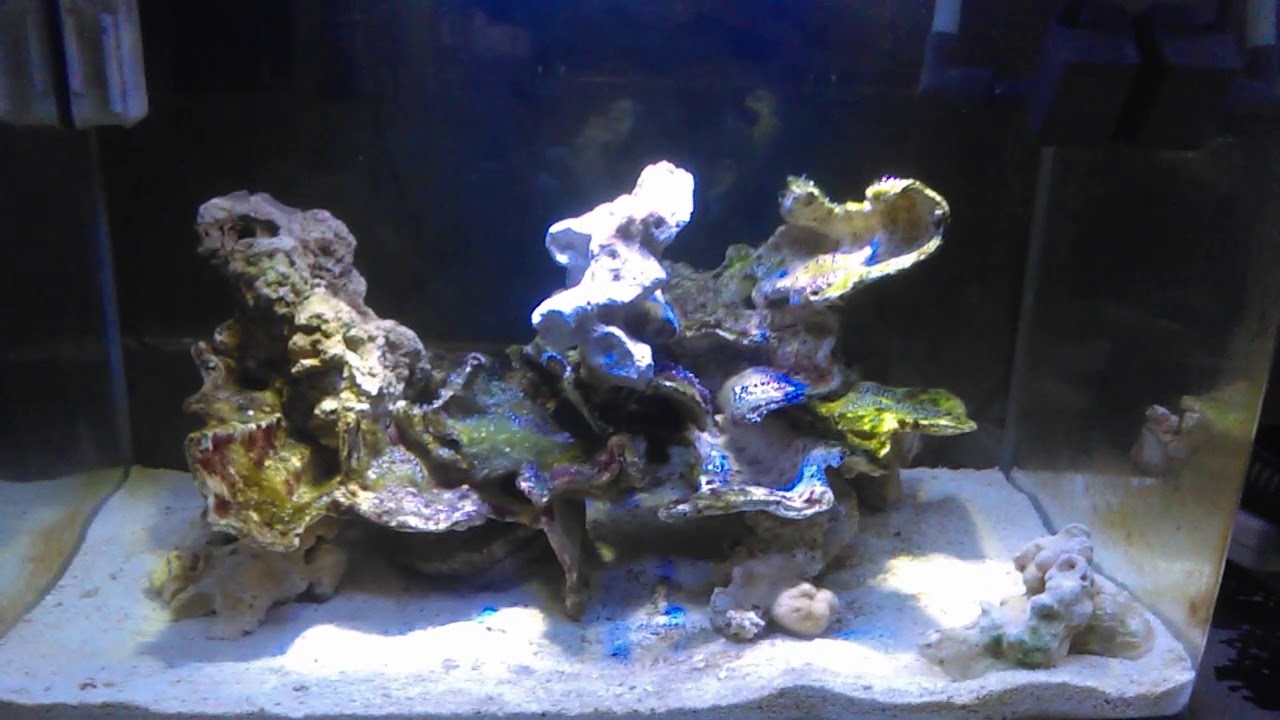 HOW TO Aquascape a 10 gallon Nano reef tank YouTube