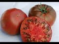 Вкусные СОРТА  томатов, которые я выращиваю.