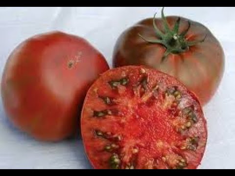 Вкусные СОРТА томатов, которые я выращиваю.