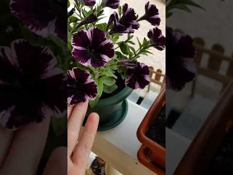 Video: Variedades de petunia blanca: aprenda sobre el cultivo de plantas de petunia blanca