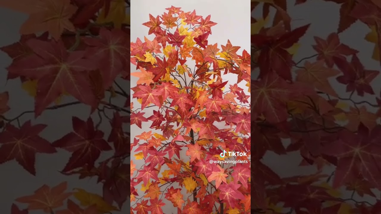 Canadian Maple leaf tree