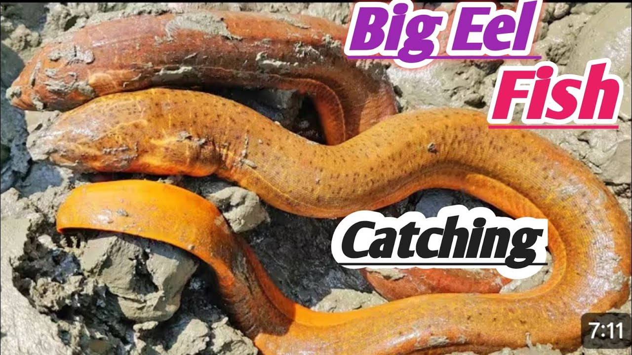 “How to Catch Eel Fish Easily | Fishing Tips & Tricks 