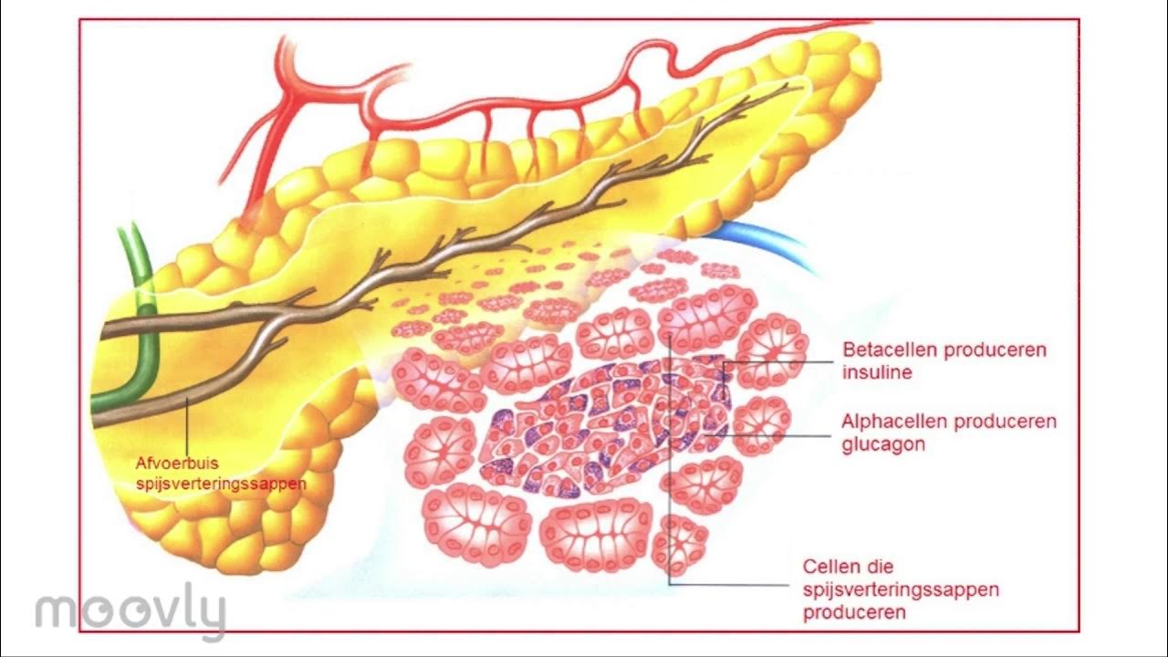 выработка инсулина поджелудочной. инсулин гормон. поджелудочная железа вырабатывает инсулин. поджелудочная железа выделяет инсулин. железа вырабатывающая инсулин.