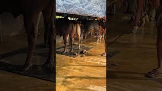 The Cattle Shed Is Being Cleaned