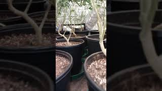 Skillz Chillz grow