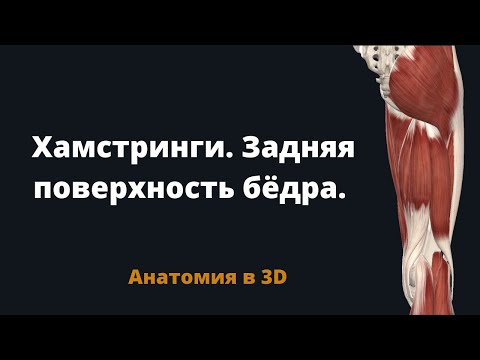Хамстринги. Мышцы задней поверхности бедра. Краткая анатомия в 3D.