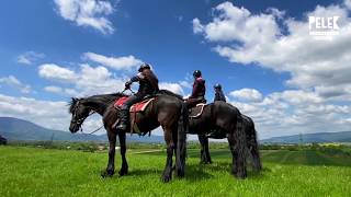 Pelek - Chromosom Więcej Konie To Moja Pasja