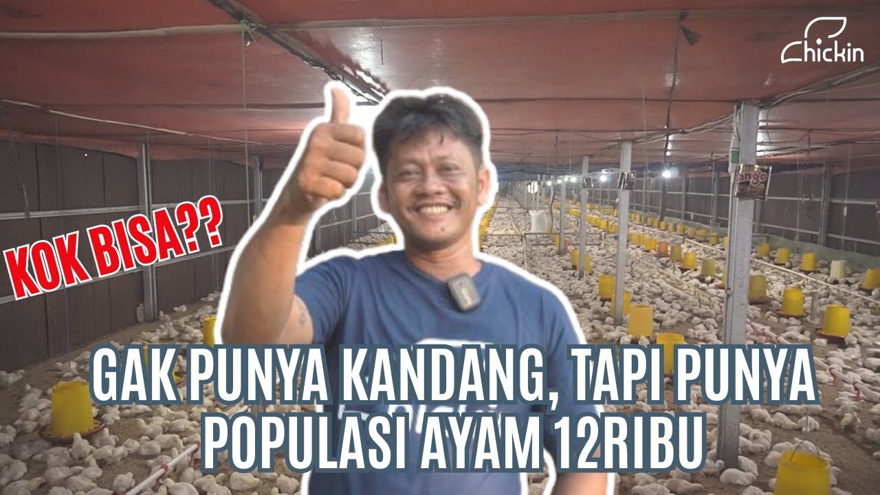 Mending Sewa Kandang Broiler Atau Bangun Sendiri? Ini Cerita Pak Supriyadi | CHICKIN FARMILY 19