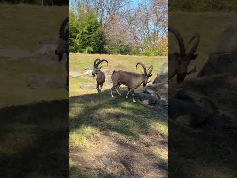 Nubian Ibex goats drinking water and Gelada baboon monkeys The Bronx Zoo zoological park New York