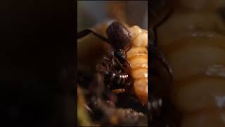 Dracula Ant Feeding (Part 1)