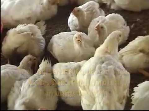 0857-2943-7082 (Indosat) Budidaya Ayam Pedaging NASA 