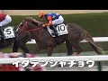 【現地撮影】2026年3月7日阪神競馬場6Rイダテンシャチョウ&川田将雅騎手11着