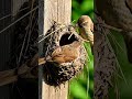 These two birds built their nest out of mud and dry grass on wooden fence posts #shortvideo #birds