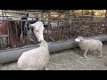 ヒツジ と ウシ (六甲山牧場) 2021年11月20日