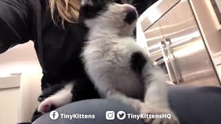 A lap full of kittens boosts productivity - TinyKittens.com