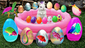 Bắt cá cảnh dễ thương, cá koi, cá rồng, bọ ú, rùa bảy màu, kì nhông, chuột