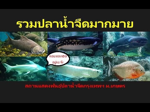 วีดีโอ: วิธีการแทนที่กรวดของพิพิธภัณฑ์สัตว์น้ำอย่างปลอดภัย