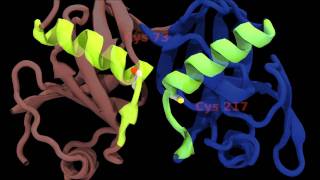 Epimerase Simulation