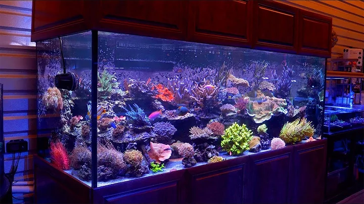 The 500 Gallon Reef Aquarium of Cris Capp @ Aquati...