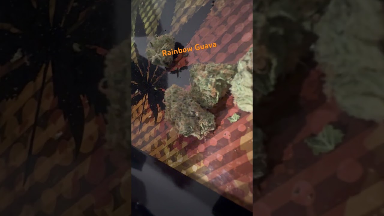 Rainbow Guava Strain Review [Recreational Cannabis] 