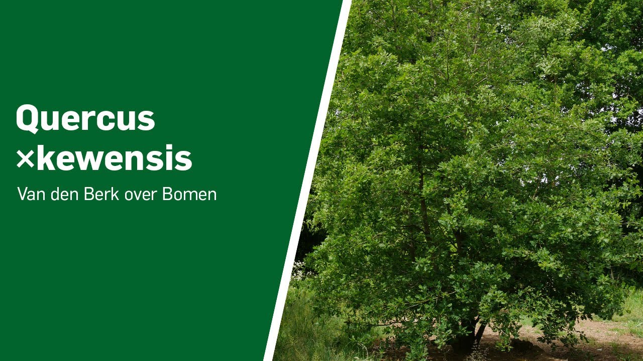 Quercus ×kewensis - Van den Berk over Bomen - YouTube